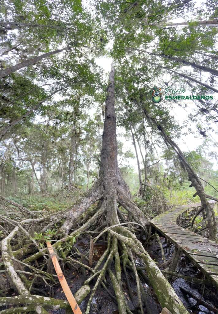 Manglar más alto del mundo