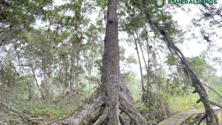 En Majagual está un ‘pulmón’ natural con el manglar más alto del mundo