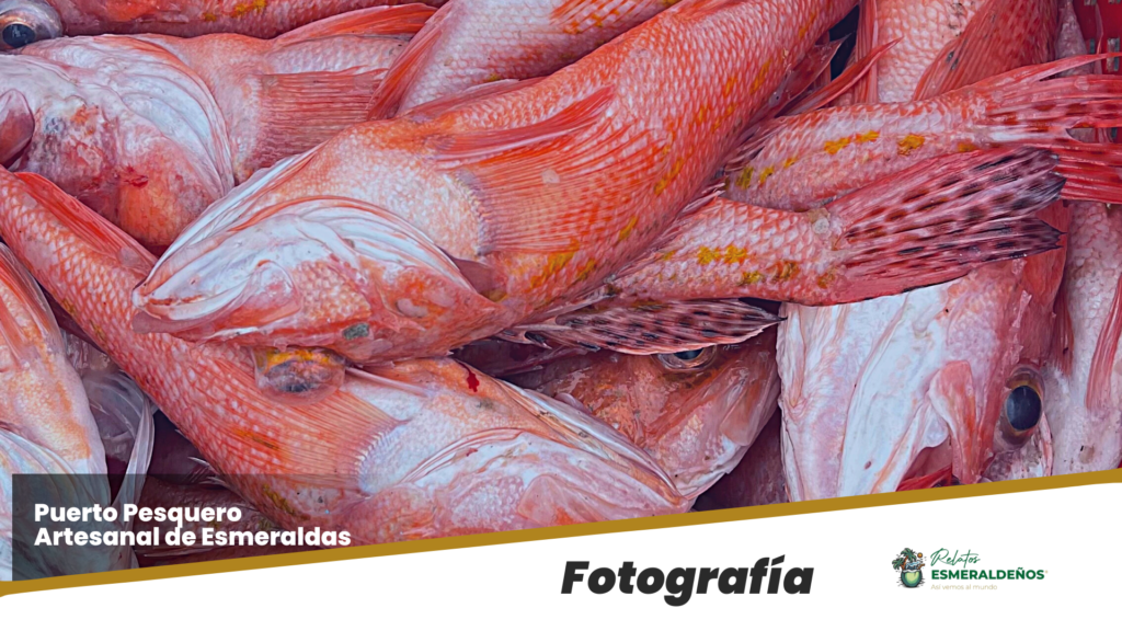 La variedad de peces permiten tener una actividad variada en el Puerto Pesquero Artesanal de Esmeraldas.