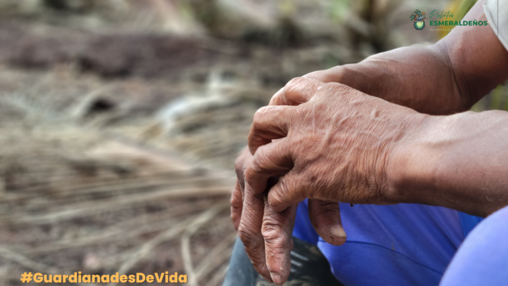 La brava resistencia del coco en la frontera norte de Ecuador