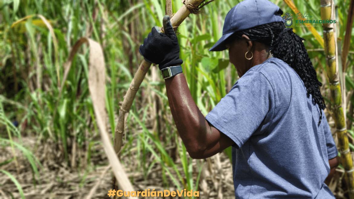 Mujeres hechas de coco, caña y amor a su territorio