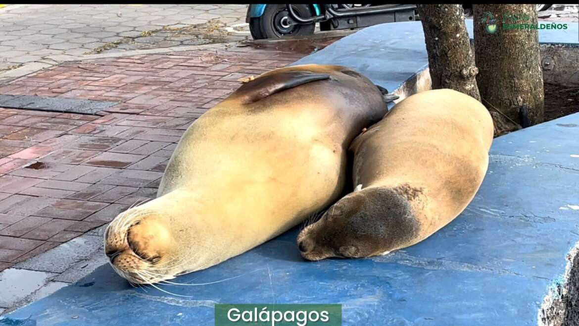 Galápagos: El Patrimonio de la Humanidad Vs. Galera, la primera Reserva Marina del Ecuador