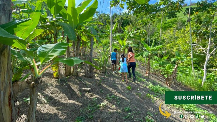 La ‘farmacia’ del esmeraldeño está en los patios y azoteas