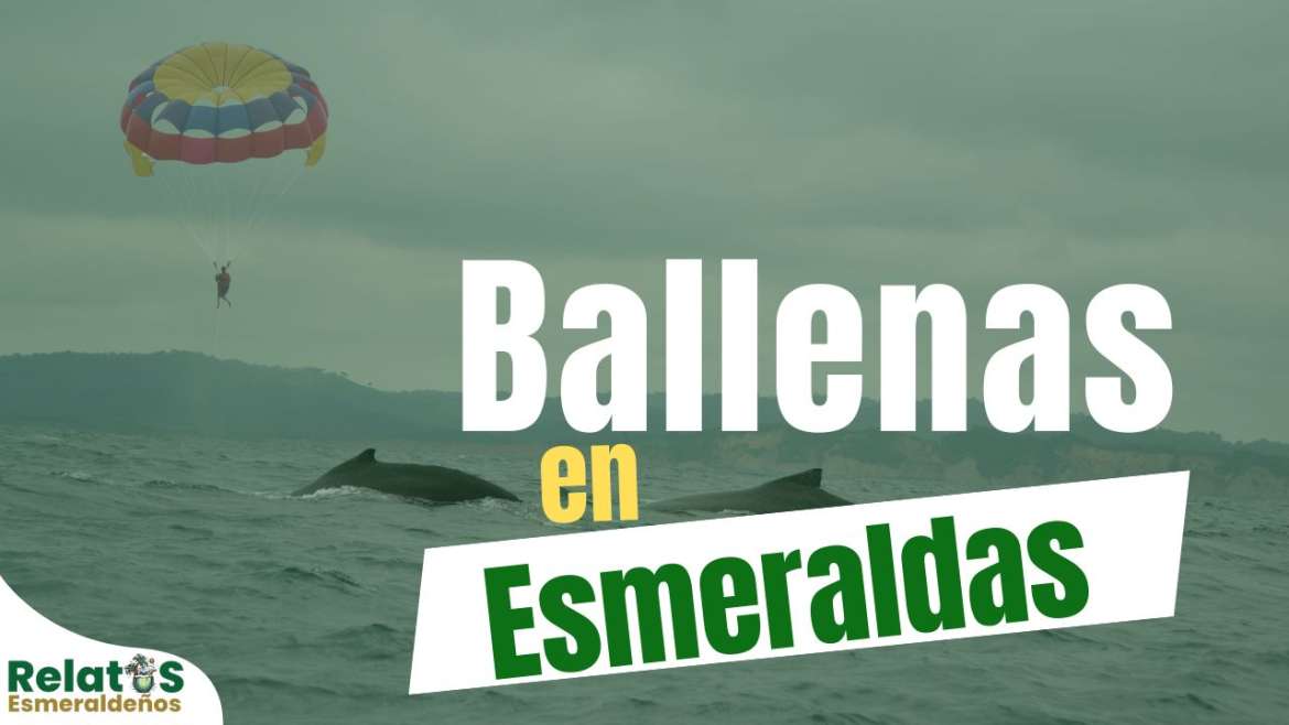 Ballenas en Esmeraldas, visitantes que activan el turismo