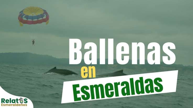 Ballenas en Esmeraldas, visitantes que activan el turismo